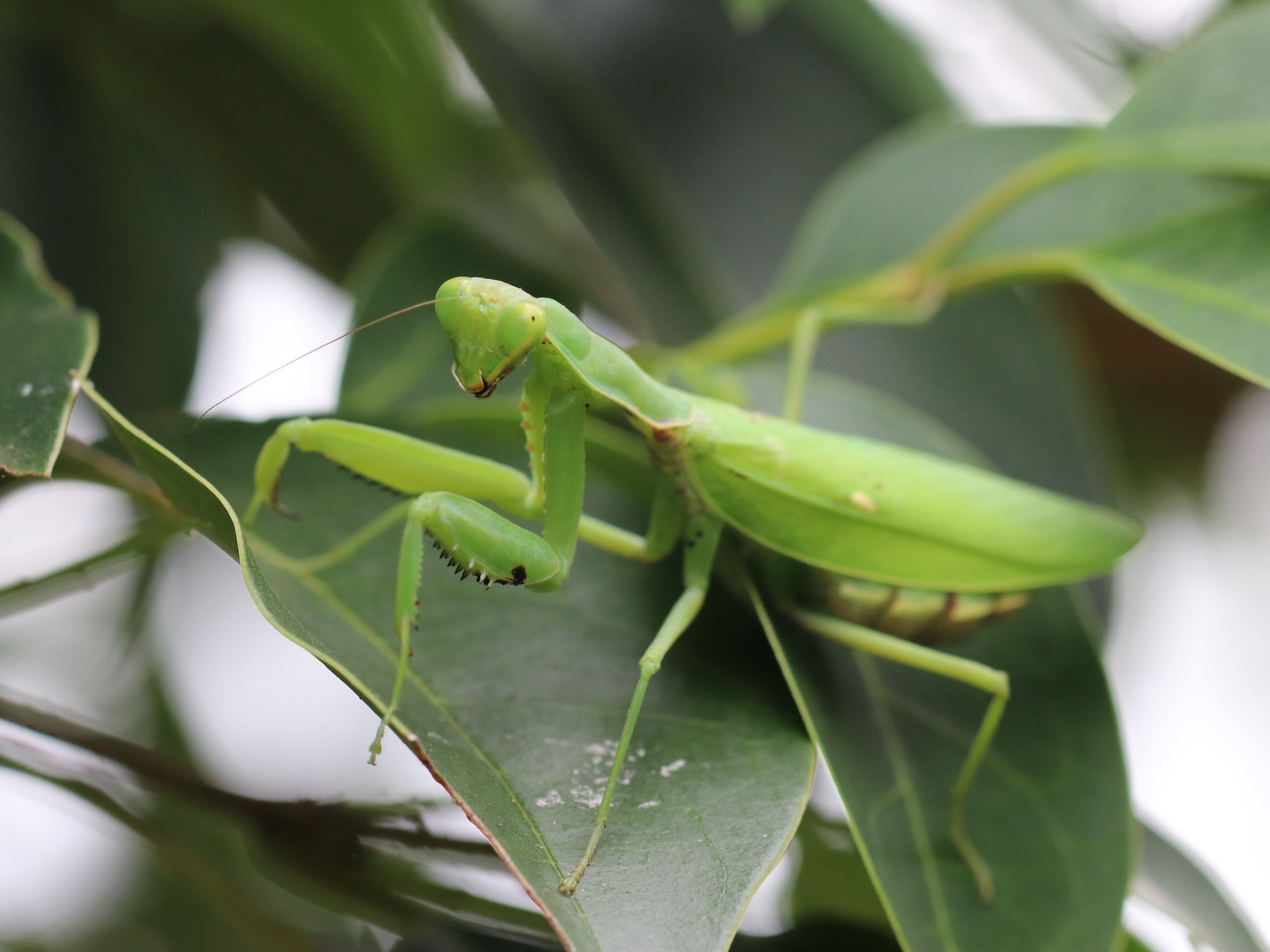ハラビロカマキリ5